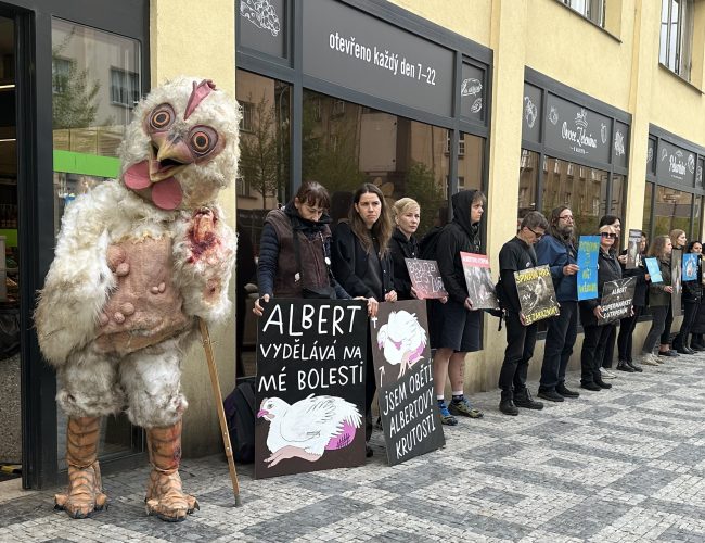 „Tohle ošklivé kuře si nechte pro sebe.“ Obránci zvířat znovu protestovali proti chovům drůbeže