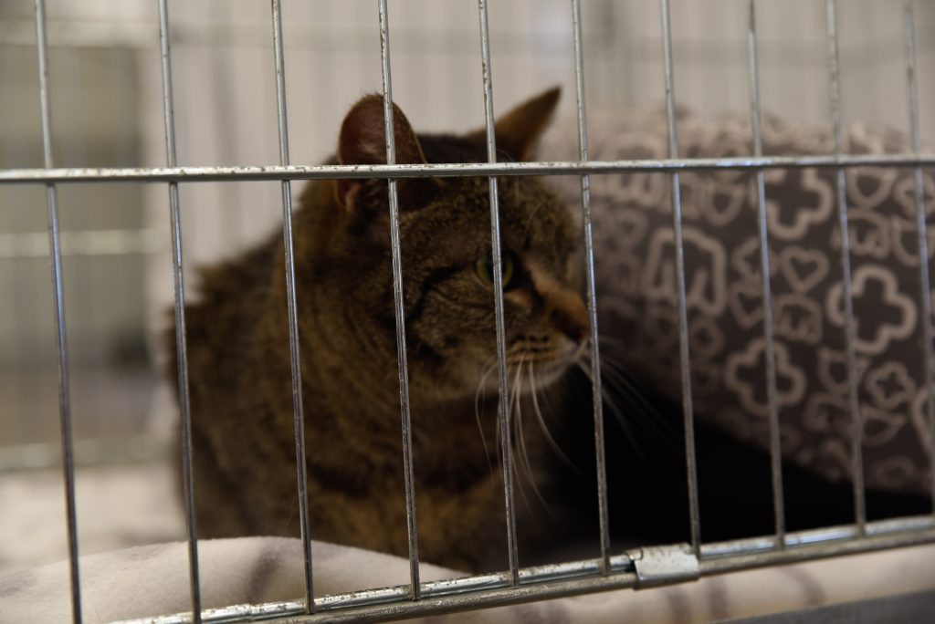 Na veletrhu je také možné si adoptovat kočku. V letech 2012 až 2024 bylo prostřednictvím této akce umístěno do nových domovů 309 koček.
