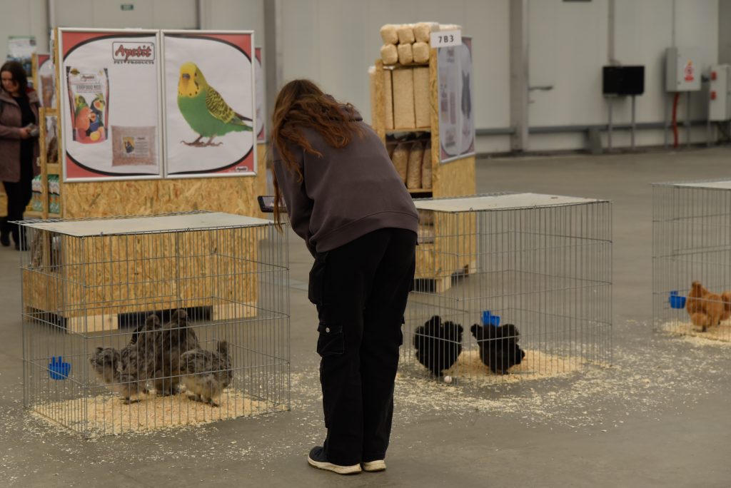 V hale 7 PVA Expa si mohou návštěvníci prohlédnout různá domácí zvířata, jako například slepice.