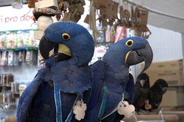 Letňany ovládli domácí mazlíčci, veletrh FOR PETS láká chovatele i rodiny