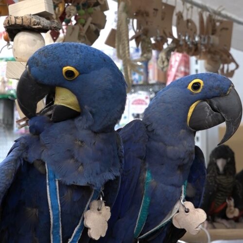 Letňany ovládli domácí mazlíčci, veletrh FOR PETS láká chovatele i rodiny