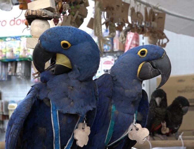 Letňany ovládli domácí mazlíčci, veletrh FOR PETS láká chovatele i rodiny