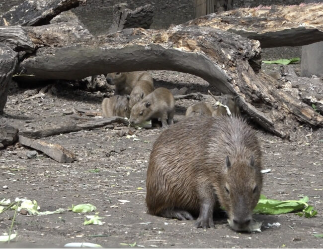 Rekordní počet narozených kapybar: Pražská zoo se pyšní několika novými mláďaty
